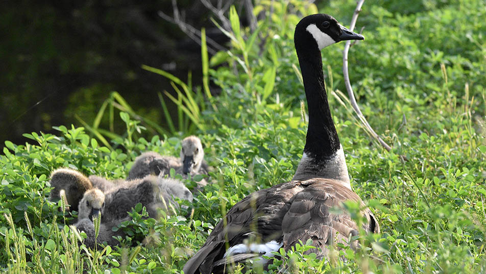 Fred sits with his head high next to a group of fluffy goslings.