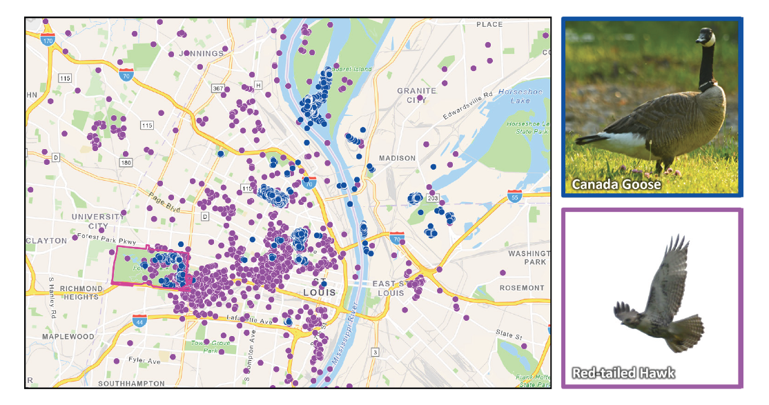 A map of St. Louis shows blue dots throughout the city and area by the Mississippi River representing Fred, and purple dots throughout the area representing a red-tailed hawk.